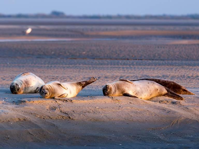 Face Mer Pieds Dans L'Eau Duplex 4 Chambres 155 M2 8-12 Personnes Berck Eksteriør billede